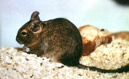 Degu